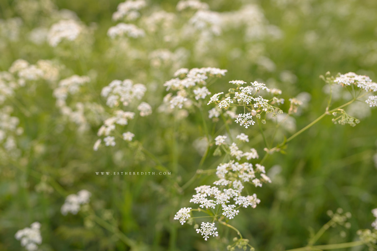 Babywearing Photography by Esther Edith Photography and Doula, carry them close, pavo textiles, pavo hanakotoba vireo