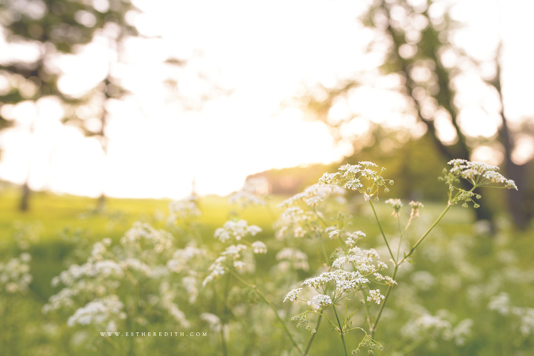 Babywearing Photography by Esther Edith Photography and Doula, carry them close, pavo textiles, pavo hanakotoba vireo